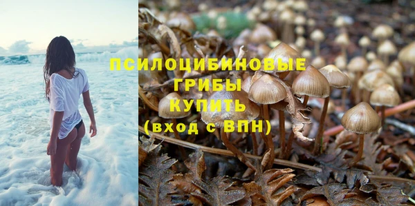 прущие грибы Абинск